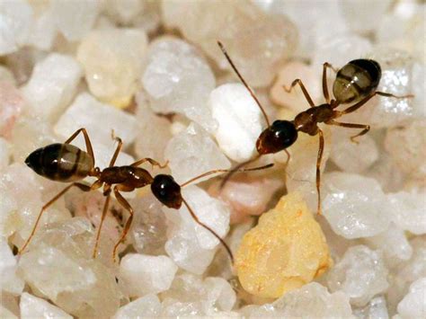 生螞蟻